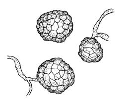 Bryum rubens, tubers. Drawn from J.T. Linzey 3416, herb.-Beever.
 Image: R.C. Wagstaff © Landcare Research 2015 